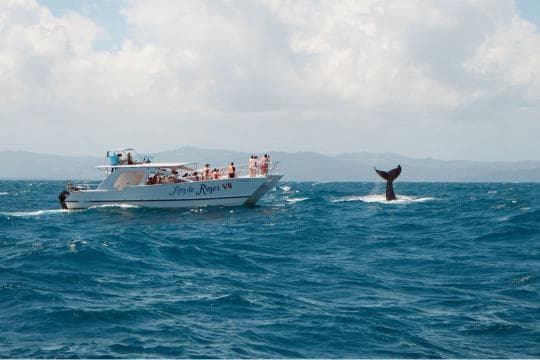 Punta Cana: Miches Whale Watching Catamaran Tour with Snacks - Photo 3 (Gallery view)