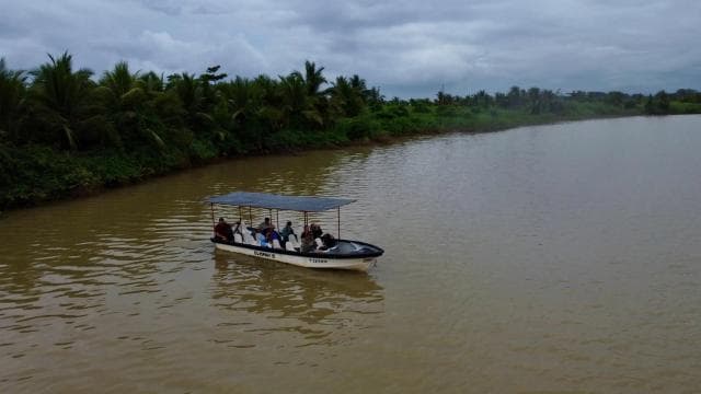 Quepos: Damas Island Authentic Local Mangrove Boat Tour - Photo 3 (Gallery view)
