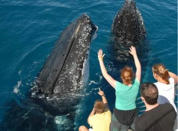 Samana: Half Day Whale Watching Humpback Whale Watching - Dominican Republic