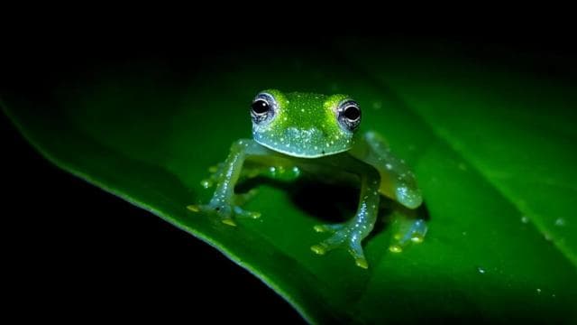 La Fortuna: Evening Frog Safari - Photo 3 (Gallery view)