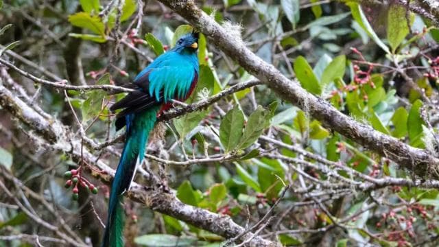 Monteverde: caminata guiada por el bosque nuboso - Photo 2 (Gallery view)