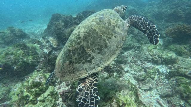 Tur de snorkeling pe Insula Cano de la Uvita - Photo 2 (Gallery view)