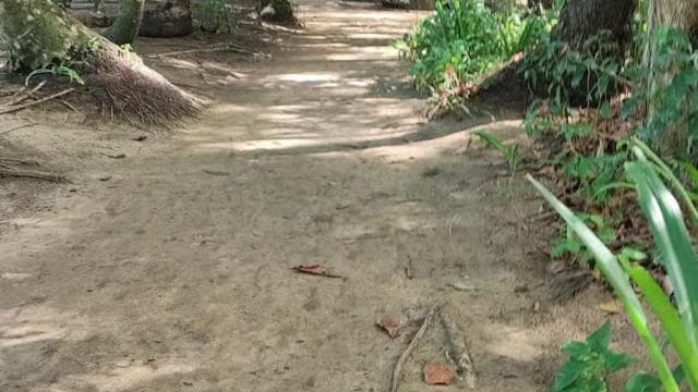 Cahuita: recorrido de caminata y avistamiento de vida silvestre. - Photo 4 (Gallery view)
