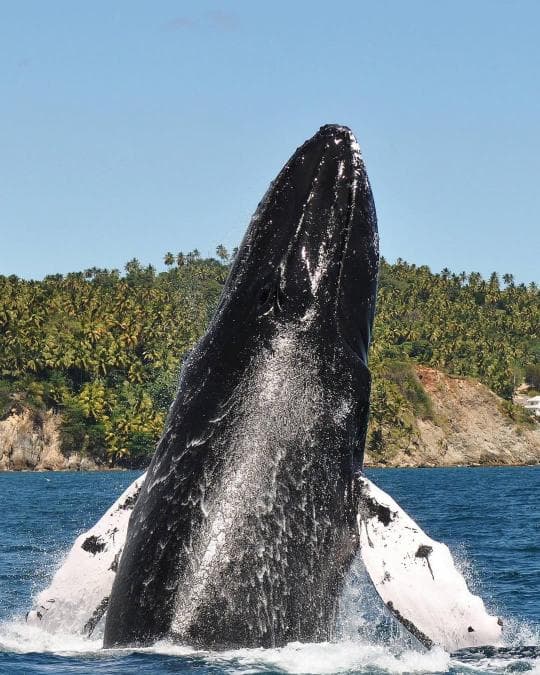 Punta Cana: Miches Whale Watching Catamaran Tour with Snacks - Photo 4 (Gallery view)