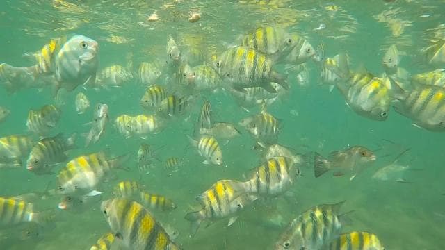 PUERTO RICO: Private Scuba Dive for Beginners! - Photo 2 (Gallery view)