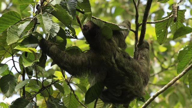 Costa Rica: Sloth túra és kávé, csokoládé és cukornád - Photo 3 (Gallery view)