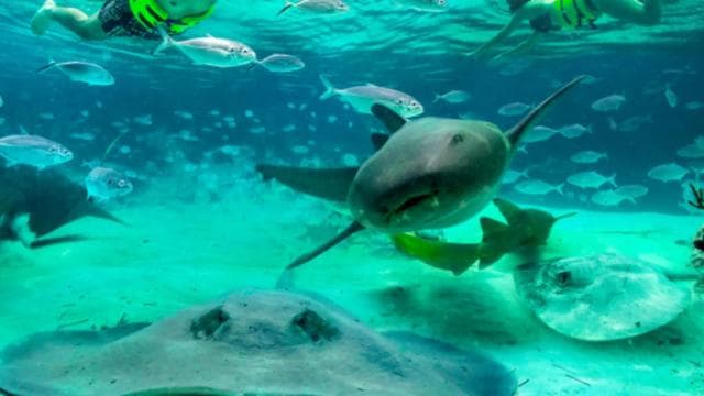 Punta Cana: Dolphin Action Program - Photo 2 (Gallery view)