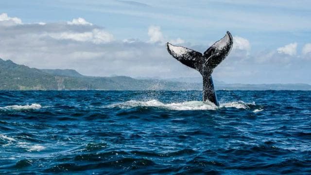 Miches : Private Whale Watching Samana bay - Dominican Republic