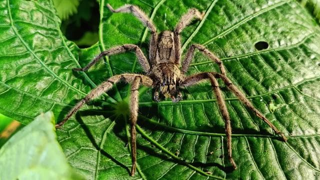 Нічний тур Cahuita's Tarantula Way - Photo 3 (Gallery view)