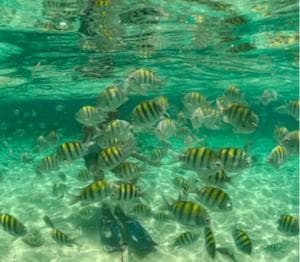 Santo Domingo: Full Day Tour to Paradise Island - Cayo Arena - Dominican Republic