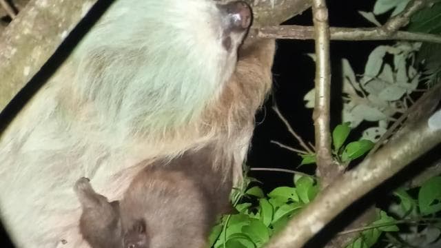 Monteverde Hanging Bridges and Night Walk Tour - Photo 5 (Gallery view)