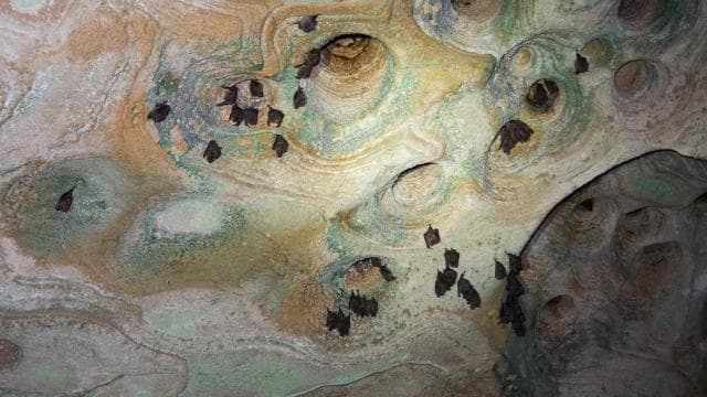From San Juan: Cave of the Taino Indian Trek and Beach Tour - Photo 5 (Gallery view)