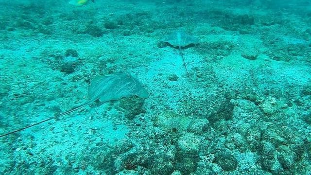 Bahía Drake: tour de snorkel en la isla del Caño con almuerzo - Photo 4 (Gallery view)