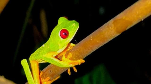Manuel Antonio: Shared Night Tour Forest Experience - Photo 4 (Gallery view)
