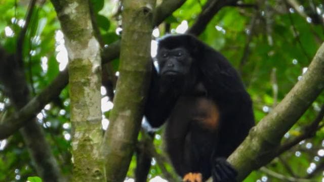 Manuel Antonio National Park: Private Nature Experience - Photo 2 (Gallery view)