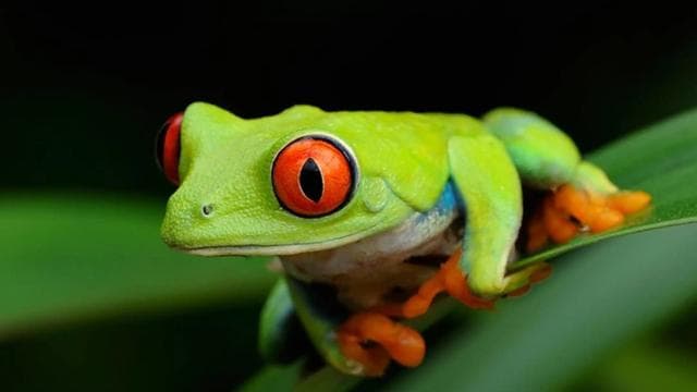 Tortuguero : une promenade nocturne dans la forêt tropicale de Tortuguero - Photo 2 (Gallery view)