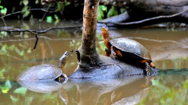 Tortuguero: Canoe Tour and Wildlife Spotting - Photo 3 (Gallery view)