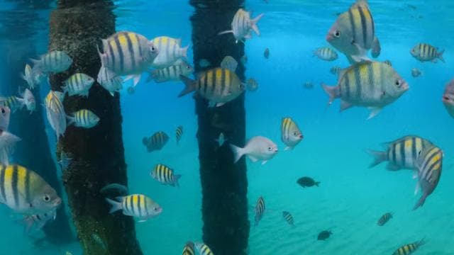 VIP Snorkeling with Turtles Adventure - Photo 4 (Gallery view)