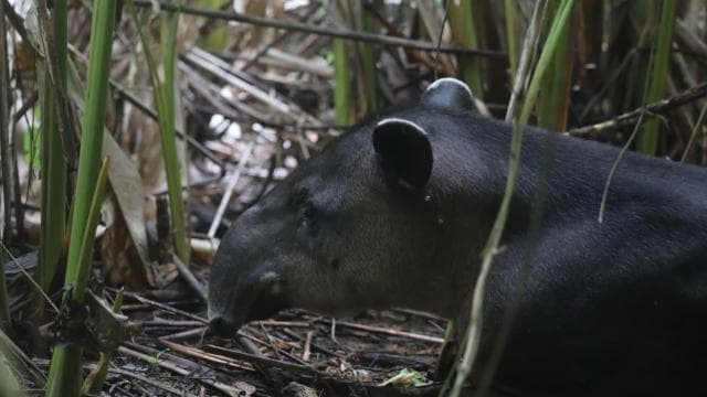Corcovado National Park, San Pedrillo Station, 1-day hike - Photo 5 (Gallery view)