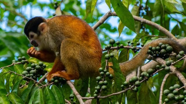 Sierpe: Jungle Wild Cruiser and Mangrove Forest Tour - Photo 3 (Gallery view)