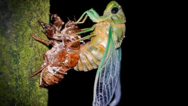 Manuel Antonio: Rainmaker Park Night Tour with Dinner - Photo 4 (Gallery view)