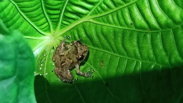 Нічний тур Cahuita's Tarantula Way - Photo 2 (Gallery view)