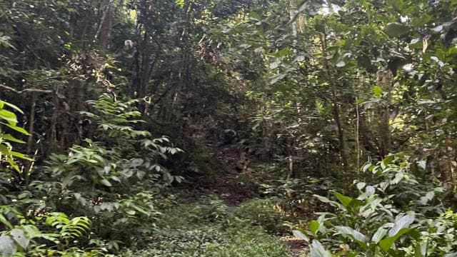 Caguas: cascadă și aventură în peșteră - Photo 5 (Gallery view)