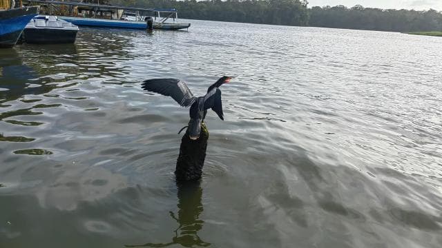 Tortuguero Milli Parkı'nda kano, gece ve gündüz yürüyüşü - Photo 5 (Gallery view)