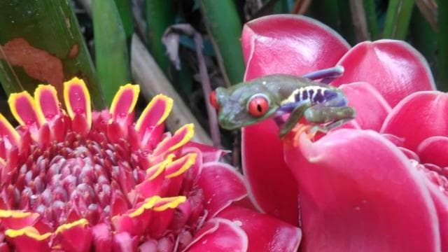 Záliv Papagayo: vodopád Rio Celeste a prehliadka lenochodov - Photo 2 (Gallery view)