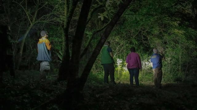 Uvita: Private Nature & Wildlife Night Tour Tropical Forest - Photo 2 (Gallery view)