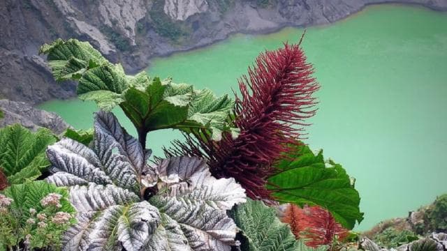 From San Jose: Irazu Volcano & Hacienda Orosi Hot Springs - Photo 2 (Gallery view)