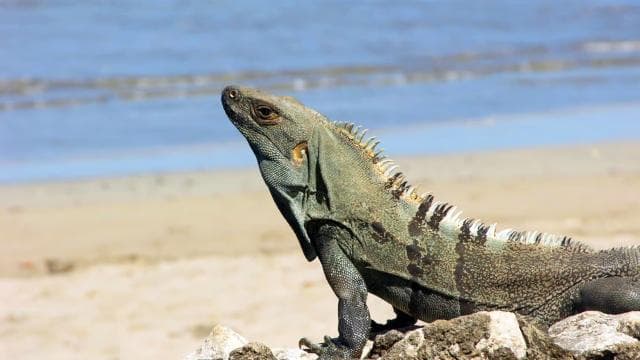 Uvita: Marino Ballena National Park Private Guided Walk Tour - Dominican Republic