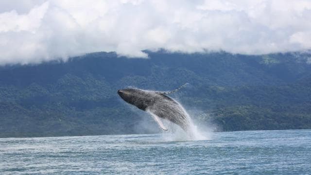 Marino Ballena National Park: Whale Watching Boat Tour - Photo 2 (Gallery view)