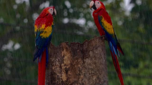 Manuel Antonio: Scarlet Macaw Tour with Professional Photos - Dominican Republic