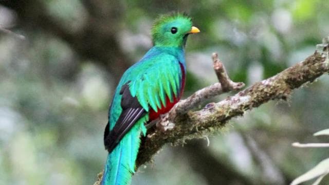 Quetzal: Costa Rica Birdwatching Eksperyans - Los Quetzales - Photo 3 (Gallery view)