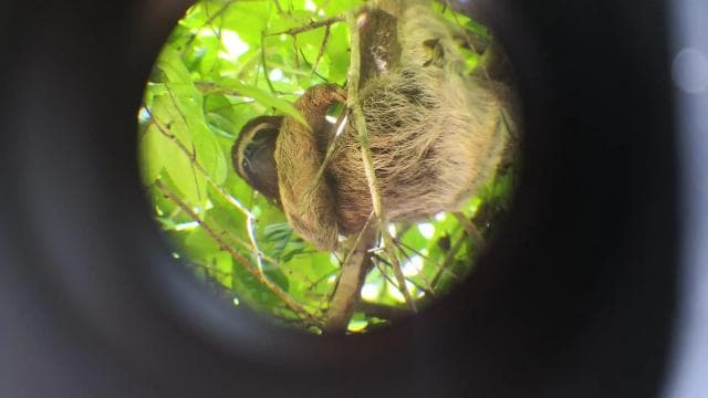 Cahuita: Sloth Watching Guided Tour in the Rainforest - Dominican Republic