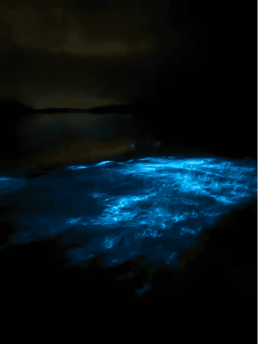 Canoa Transparente en la Bahía Biolumincente en Vieques - Photo 3 (Gallery view)