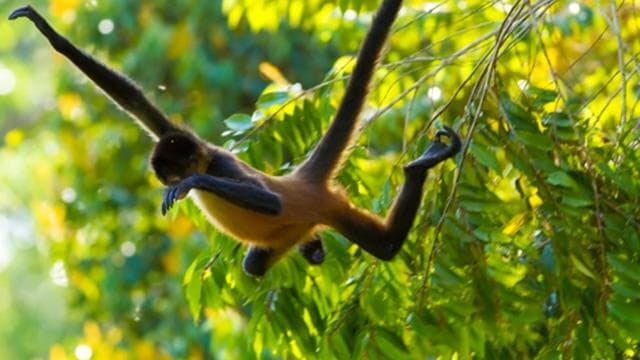 Parque Nacional Arenal: tour en grupo pequeño por puentes colgantes - Photo 4 (Gallery view)