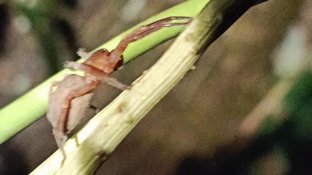 Нічний тур Cahuita's Tarantula Way - Photo 4 (Gallery view)