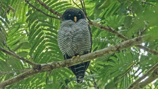 La Fortuna: Rehberli Bogarin Yolu Tembellik İzleme Turu - Photo 1 (Main angle)