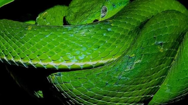 Santa Elena: Wildlife Refuge Monteverde Night Walking Tour - Dominican Republic