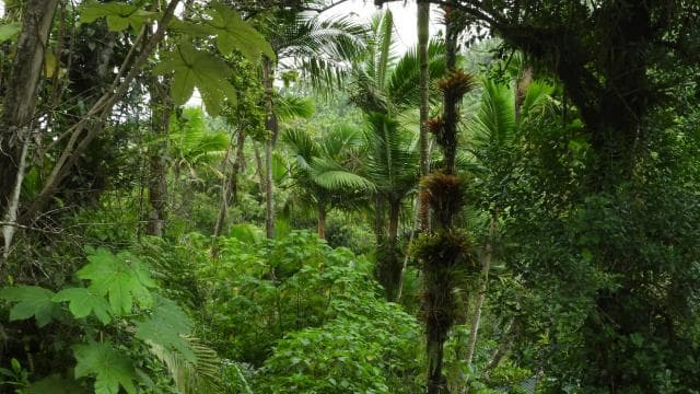 El Yunque nemzeti esőerdői természetjárás és Luquillo strand - Photo 4 (Gallery view)