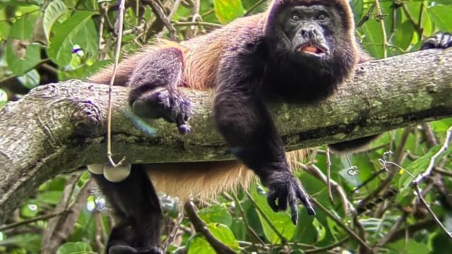 From San José To Manuel Antonio national Park Guided tour - Photo 5 (Gallery view)