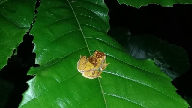 Manzanillo: Night hike in the forest - Photo 3 (Gallery view)