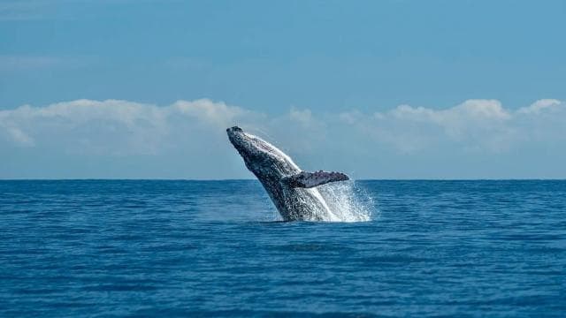 Uvita: Marino Ballena National Park Whale Watching Cruise - Photo 5 (Gallery view)