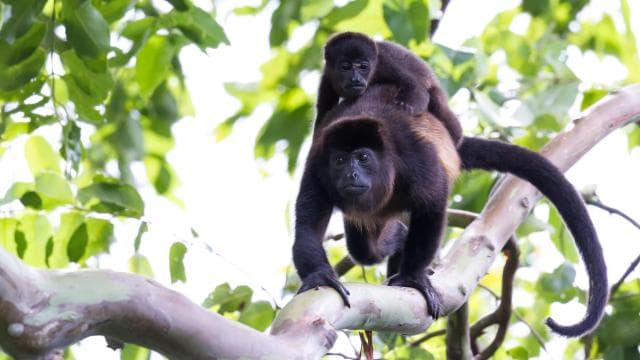 Tamarindo Estuary: Kayak Monkey Tour - Photo 5 (Gallery view)