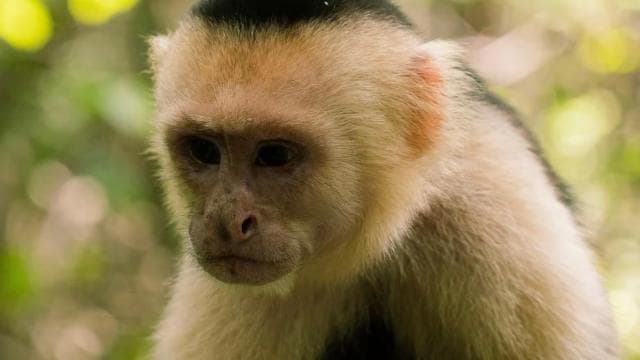 Manuel Antonio Park: Guided Walking Tour with a Naturalist - Dominican Republic
