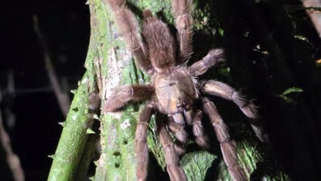 Puerto Viejo: Wildlife Night Tour in the Jungle - Dominican Republic