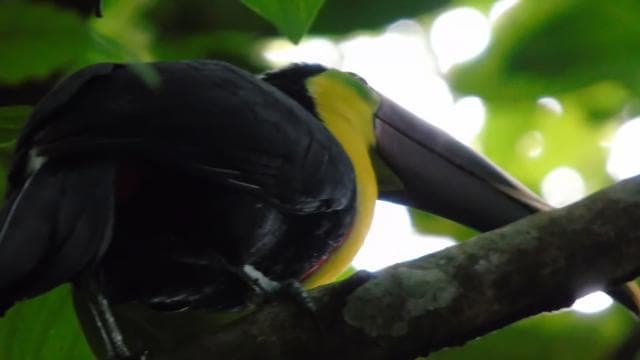 San José: La Paz Waterfall Gardens Half-Day Tour - Dominican Republic