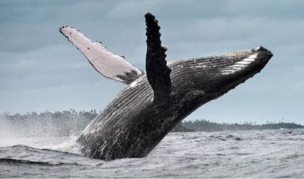 Samana: Half Day Whale Watching Humpback Whale Watching - Photo 4 (Gallery view)